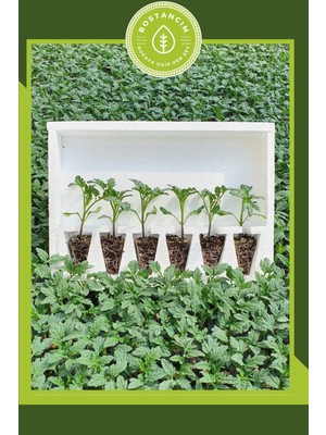 Serada Decor Plant Cherry Domates Fidesi (6'lı Ambalaj) Özel Köpük Kutuda