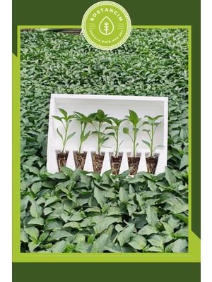 Serada Decor Plant Samandağ Biber Fidesi (6'lı Ambalaj) Özel Köpük Kutuda