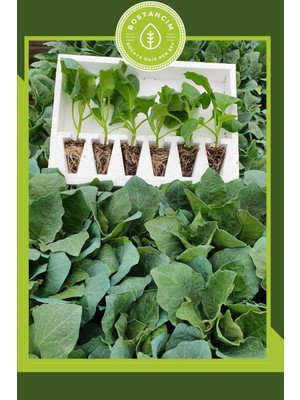 Serada Decor Plant Kemer Patlıcan Fidesi (6'lı Ambalaj) Özel Köpük Kutuda