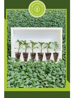 Bitkim Sende Cherry Domates Fidesi (12 Lı Ambalaj) Özel Köpük Kutuda