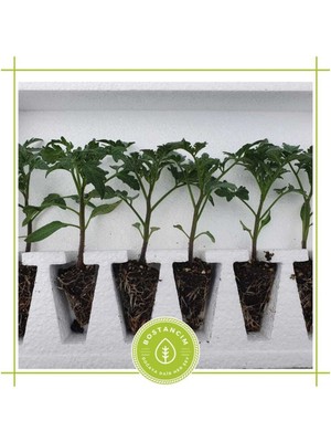 Serada Decor Plant Salkım Domates Fidesi (6'lı Ambalaj) Özel Köpük Kutuda