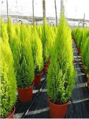 Serada Decor Plant Tüplü ( Salon Çamı ) Limoni Servi Çam Fidanı (14 Lük Saksıda- Boyu 30-40 cm ) Limon Kokulu Çam Fida