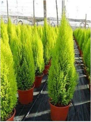 Bitkim Sende Tüplü ( Salon Çamı ) Limoni Servi Çam Fidanı (14 Lük Saksıda- Boyu 30-40 cm ) Limon Kokulu Çam Fida