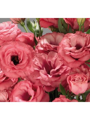 megcito Lisianthus ( Lale Gül ) Advantage Serisi - Gül Rengi ( 5 Tohum )