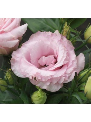 megcito Lisianthus ( Lale Gül ) Julyet serisi - Pembe ( 5 Tohum )