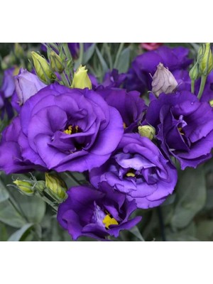 megcito Lisianthus ( Lale Gül ) Büyü serisi - Koyu Mavi ( 5 Tohum )