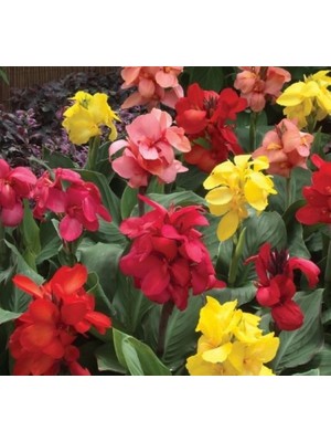 megcito Canna - Tesbih Çiçeği - Karışık ( 5 Tohum )