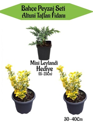 Serada Decor Plant Bahçe Peyzaj Seti 2 Adet Altuni Taflan Fidanı+ Hediye Mini Leylandi Fidanı