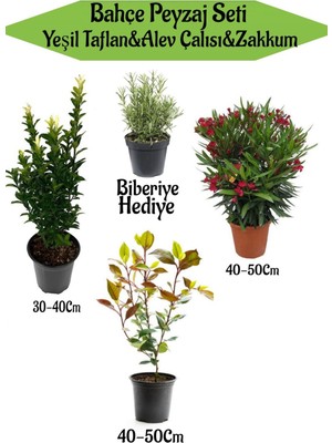 Bitkim Sende Bahçe Seti 1 Adet Yeşil Taflan+1 Adet Alev Çalısı+1 Adet Kırmızı Zakkum+Hediye Biberiye