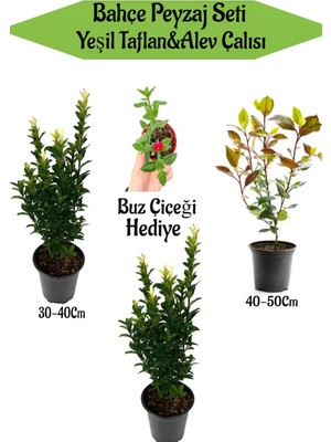 Bitkim Sende Bahçe Peyzaj Seti 2 Adet Yeşil Taflan+1 Adet Alev Çalısı+ Hediye Buz Çiçeği