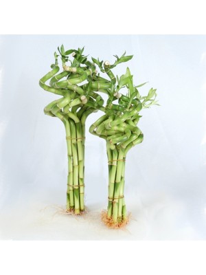 Bi Kaktüs Dünyası Dal Bambu Lucky Bamboo Şans Bambu 50 cm 1 Adet Salon Bitkisi Ev Bitkisi Ofis Bitkisi