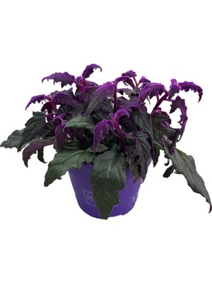 Betonish Gynura Aurantiaca (Mor Kadife Çiçeği)