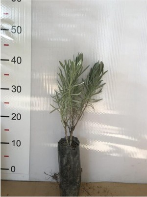 Biorganix Tüplü Lavanta Fidanı