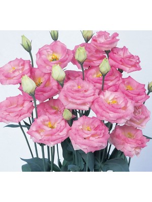megcito Lisianthus Tohumu ( Lale Gül ) Iri Çiçek Serisi - Pembe ( 5 Tohum )