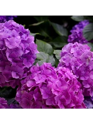 Biorganix Mor Ortanca Çiçeği Fidanı 10-20 cm