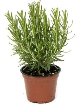 Biorganix Balkon Için Biberiye Fidanı 10-20 cm