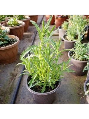 Mimoza Salon Için Lavanta Fidanı 1 Adet 5-15 cm Intermedia