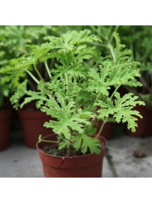 Biorganix Itır Fidanı Fidesi Gül Kokulu 10-20 cm