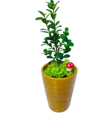 Çiçek Seli Seramik Saksıda Şimşir Buxus Bonsai & Canlı Bitki Çiçek Dayanıklı Bitki Dekoratif Çiçek
