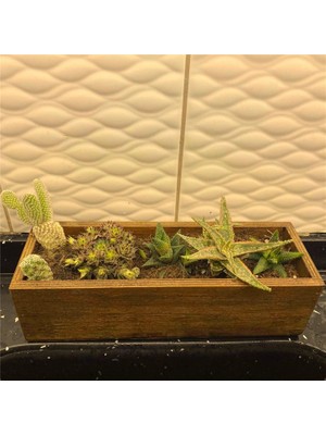 Lime Art Shop Ahşap Saksı Sukulent Kaktüs Veya Organizer Çok Amaçlı Kutu