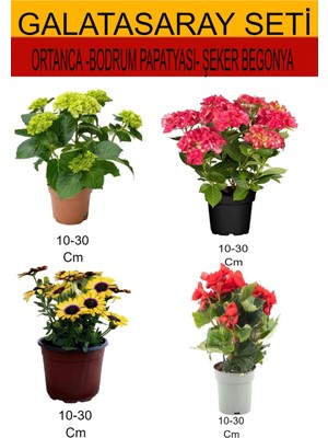 Serada Decor Plant 4'lü Takım Seti Sarı-Kırmızı Ortanca+Sarı Bodrum Papatyası+ Kırmızı Şeker Begonya