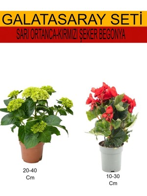 Serada Decor Plant 2'li Takım Seti Sarı Ortanca+Kırmızı Şeker Begonya
