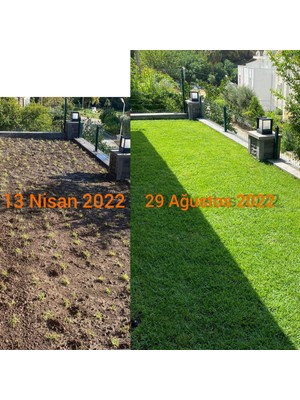 Bahçem Elit Zoysia Japonica 504 Fide (6 viol) 31.5 M2 İçin Hafif ve Pratik Çim Fidesi