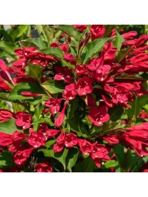Ozozturk Gelin Tacı ( Weıgela Florıda (Kırmızı Çiçekli Vangelya ) 30-40 cm Saksıda