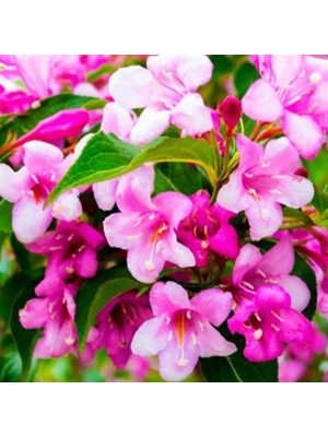 Ozozturk Gelin Tacı ( Weıgela Florıda (Pembe Çiçekli Vangelya ) 30-40 cm Saksıda