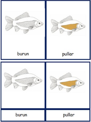 Ada Montessori Montessori Balığın Kısımları 3 Aşamalı Kart