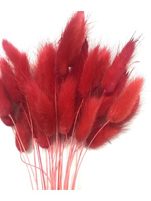 Hobi Kuru Çiçek Kurutulmuş Pamuk Otu Kırmızı