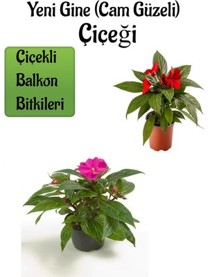 Serada Decor Plant Kırmızı + Pembe Yeni Gine Cam Güzeli Çiçeği 2 Adet Balkon Bitkisi (10-15CM)
