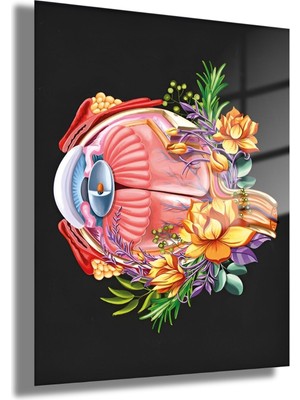Gaagart Temperli Cam Göz Poliklinik Tablosu Çiçekli Göz Anatomisi