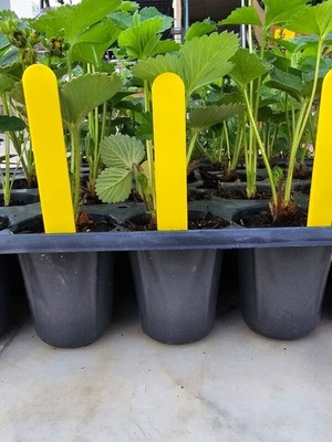 Uğur Batın Bitki Etiketi