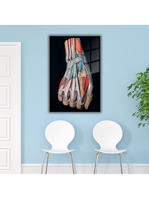 Gaagart Metal Çerçeveli Cam Mikro Cerrahi Poliklinik Tablosu El Sinirleri