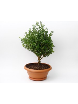 TNC Garden Groups Bonsai Şimşir Fidanı Buxus Sempervirens Rotundifolia 2 Adet