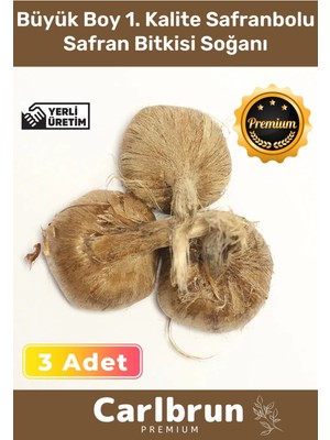 Carlburn Premium Özel Dikime Hazır Yerli Üretim Büyük Boy 1. Kalite Safranbolu Safran Bitkisi Soğanı - 3 Adet