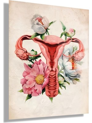 Gaagart Temperli Cam Kadın Doğum Poliklinik Tablosu Soft Uterus