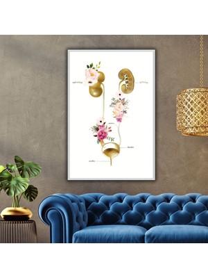 Gaagart Metal Çerçeveli Cam Üroloji Poliklinik Tablosu Boşaltım Sistemi