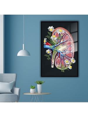 Gaagart Metal Çerçeveli Cam Nefroloji Poliklinik Tablosu Böbrek