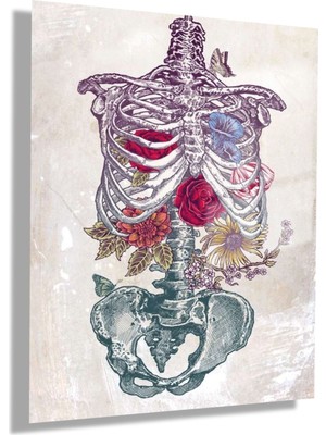 Gaagart Temperli Cam Fizik Tedavi Poliklinik Tablosu Renkli Iskelett