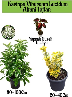 Bitkim Sende Kartopu Viburnum Lucidum 1 Adet+Altuni Taflan 1 Adet+Yaprak Güzeli Hediye Bahçe Bitkisi