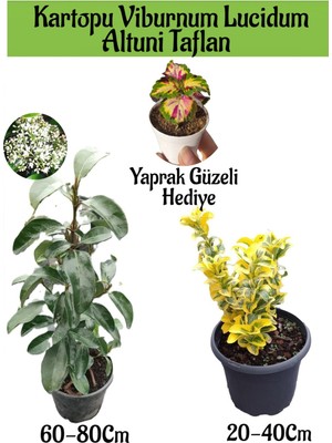 Serada Decor Plant Kartopu Viburnum Lucidum 1 Adet+Altuni Taflan 1 Adet+Yaprak Güzeli Hediye Bahçe Bitkisi
