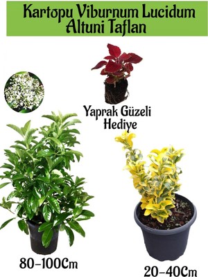 Serada Decor Plant Kartopu Viburnum Lucidum 1 Adet+Altuni Taflan 1 Adet+Yaprak Güzeli Hediye Bahçe Bitkisi