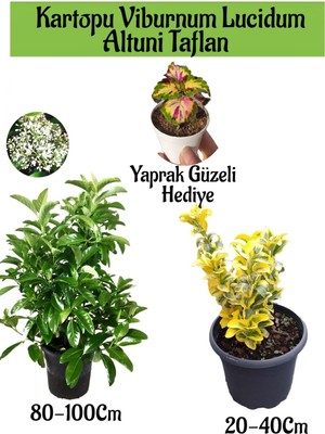 Serada Decor Plant Kartopu Viburnum Lucidum 1 Adet+Altuni Taflan 1 Adet+Yaprak Güzeli Hediye Bahçe Bitkisi