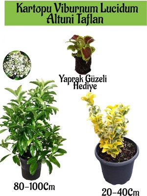 Serada Decor Plant Kartopu Viburnum Lucidum 1 Adet+Altuni Taflan 1 Adet+Yaprak Güzeli Hediye Bahçe Bitkisi