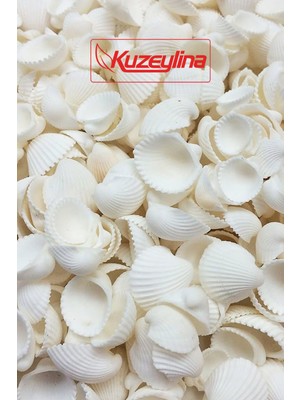 Kuzeylina Deniz Kabuğu 500 gr Paket Clam Rose Cochles -Orta