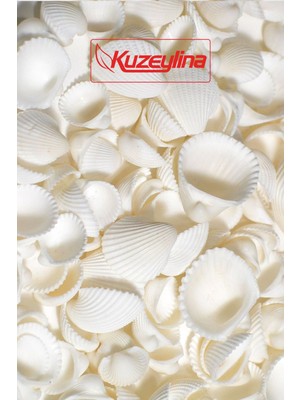 Kuzeylina Deniz Kabuğu 500 gr Paket Clam Rose Cochles -Orta