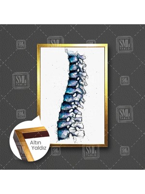 SML Tablo Omurga Ilüstrasyonu Fizyoterapi Omurga Sağlığı Çerçeveli Dikey Kanvas Tablo