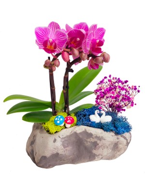 Çiçek Seli Stone Mini Mor Orkide & Taş Beton Saksıda Orkide Çiçeği Kuğu Göl Hediye Canlı Bitki Tasarımı